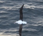 albatross2_MartinTruffer